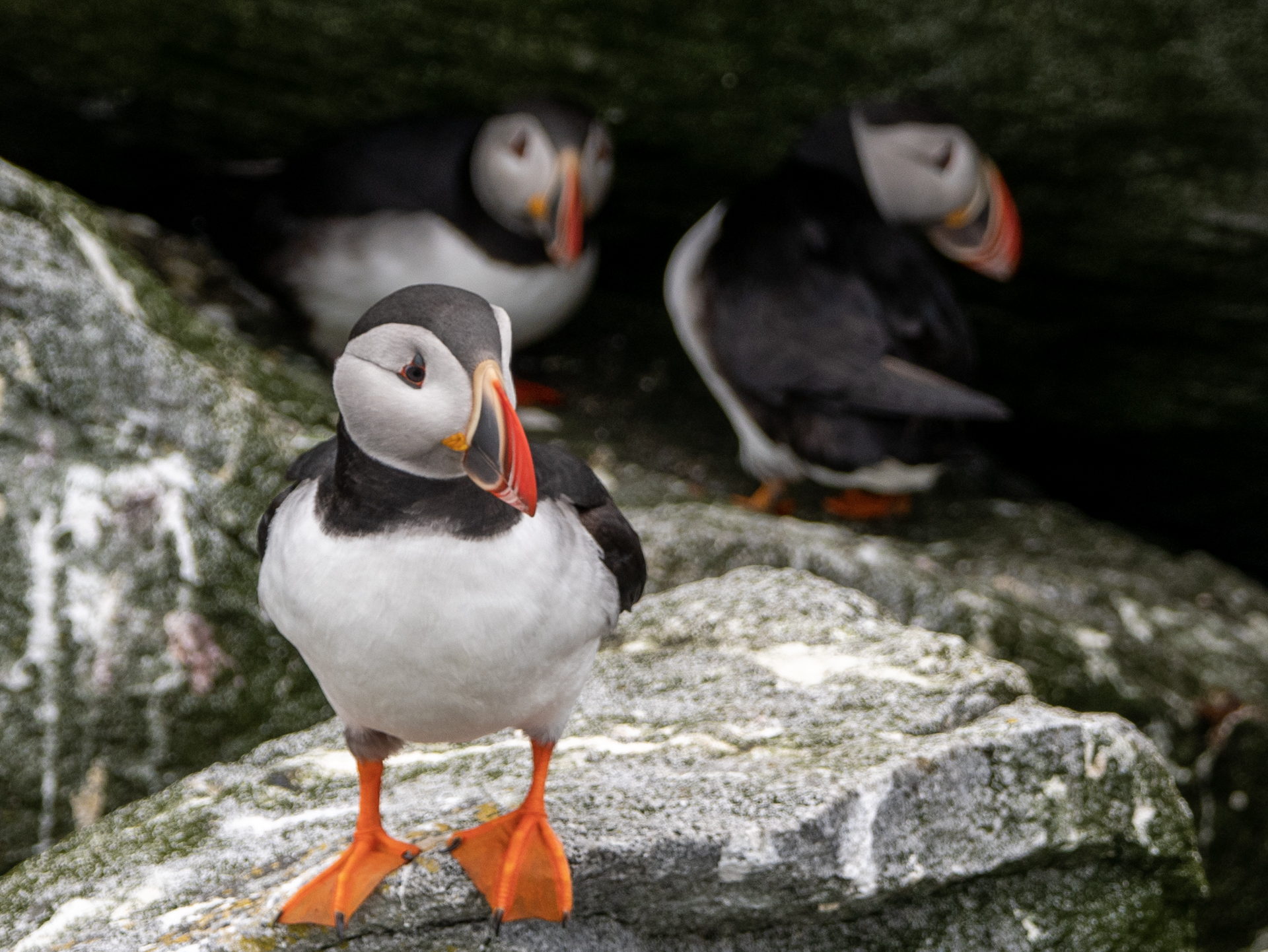 Beacon The Puffin (Mariners of Maine) by BaxterTheArtDragon on