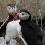 maine puffin tours